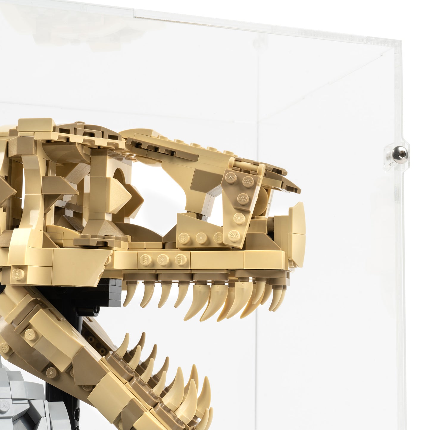 Top fitting detail view of LEGO 76964 Dinosaur Fossils T. rex Skull Display Case.